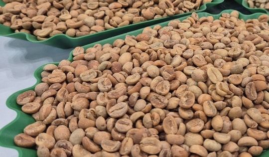 Giá cà phê hôm nay 11 -11: Tăng tiếp, Arabica lại vượt 9.000 USD/tấn