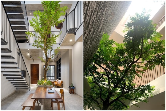 Những loại cây thân gỗ thích hợp trồng giếng trời