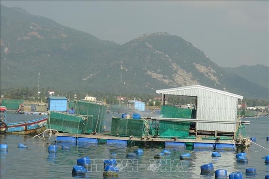 Nuôi biển công nghiệp vươn tầm kinh tế xanh - Bài 1: Tiên phong với mô hình nuôi biển