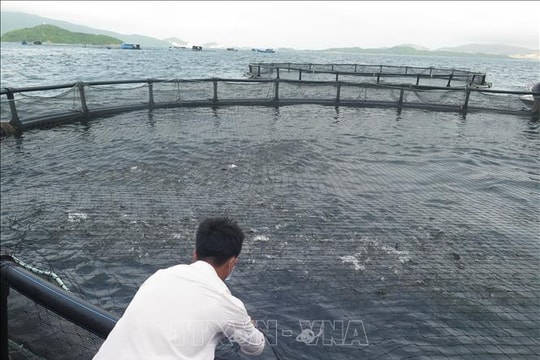 Nuôi biển công nghiệp vươn tầm kinh tế xanh - Bài cuối: Hoàn thiện thể chế, bứt phá công nghệ