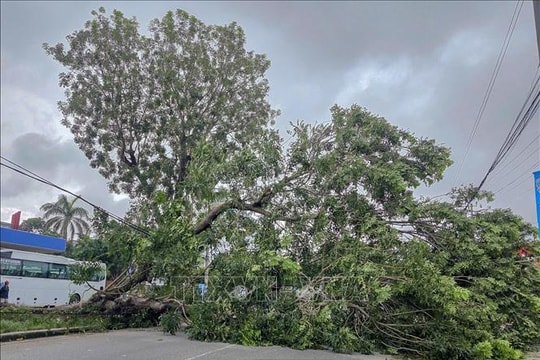 Cần Thơ: Cây xà cừ cổ thụ bật gốc chắn ngang Quốc lộ 91