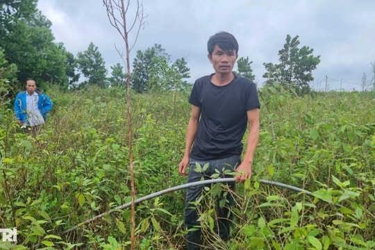 Nông dân ôm nợ sau giấc mộng trồng loại cây để xuất sang Mỹ