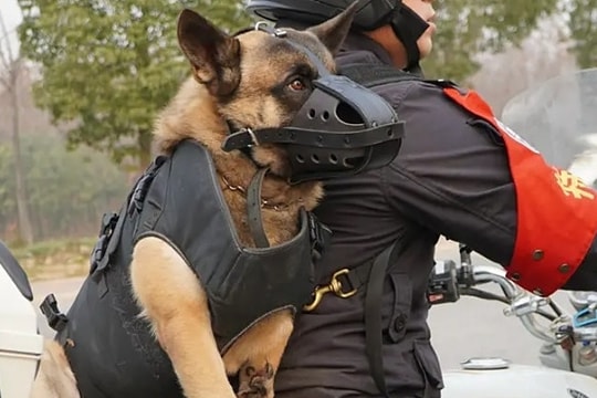 Chó ba chân thành cảnh khuyển chống bạo động