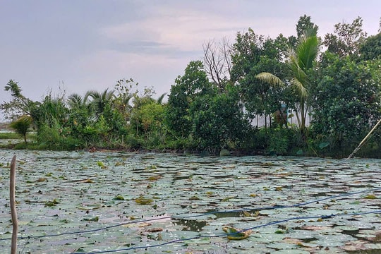 Giăng bẫy điện khiến hàng xóm tử vong