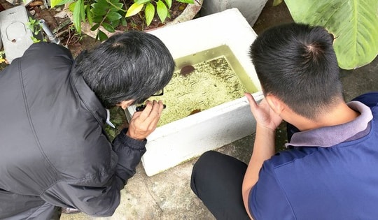 Đà Nẵng: Ca sốt xuất huyết tăng 37% chỉ trong một tuần