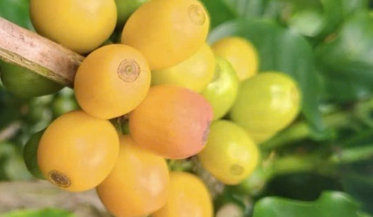 Giá cà phê hôm nay 12-11: Arabica lại tăng nóng, Robusta có diễn biến bất ngờ