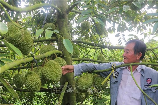 Thu tiền tỷ từ trồng sầu riêng nghịch vụ trên đất lúa kém hiệu quả