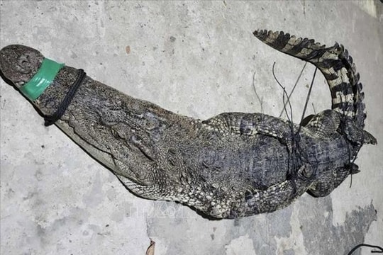 Cá sấu nặng 37 kg mắc lưới trên sông giáp biên giới Việt Nam - Campuchia