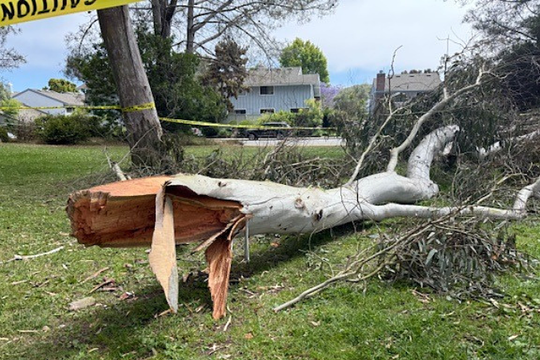 Kiện chính quyền thành phố vì cành cây gãy làm chết con trai