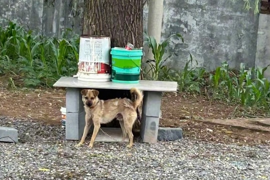 Án mạng từ việc chó cắn hàng xóm nên bị đánh chết