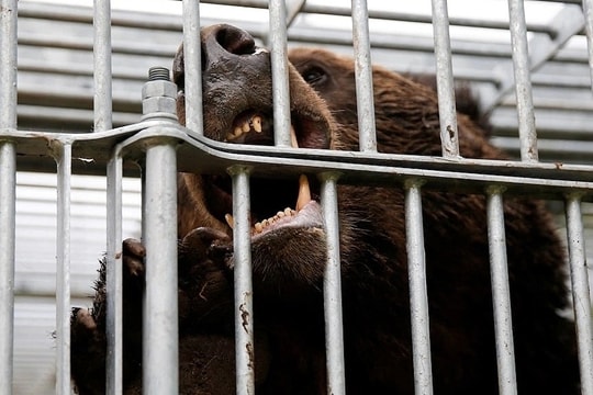 Nhật cho phép cảnh sát dùng súng trường bắn hạ gấu