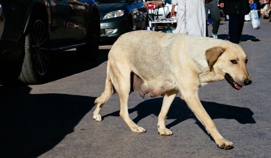 Maroc bị chỉ trích vì giết hàng nghìn con chó vì World Cup