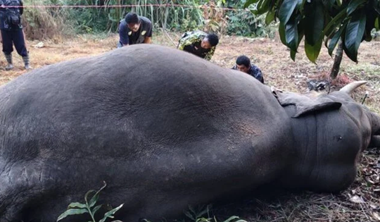 Đang đi dạo, người dân bàng hoàng phát hiện 3 con vật "khổng lồ" chết trong vườn