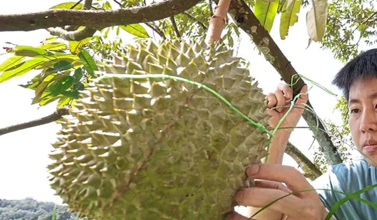 Sầu riêng sẽ trở thành "quốc quả" của Malaysia?