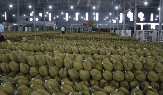 Sầu riêng Việt trước bài học lớn