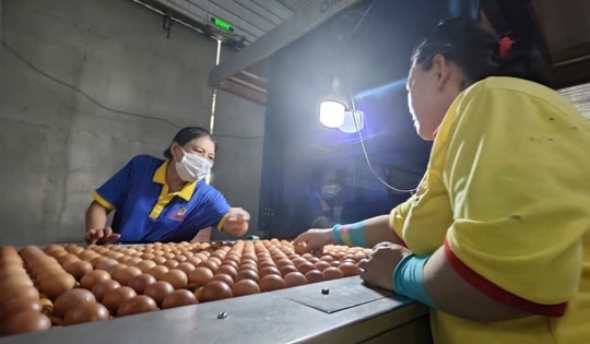 Ba Huân bị cưỡng chế ngừng thủ tục hải quan vì nợ thuế hơn 51 tỉ đồng, người trong cuộc nói gì?