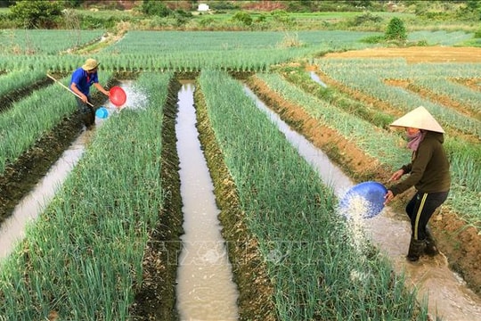 Xuất cấp hạt giống cây trồng hỗ trợ Huế khôi phục sản xuất