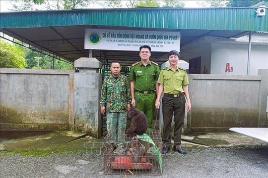 Người dân giao nộp cá thể khỉ mặt đỏ và khỉ mốc quý, hiếm