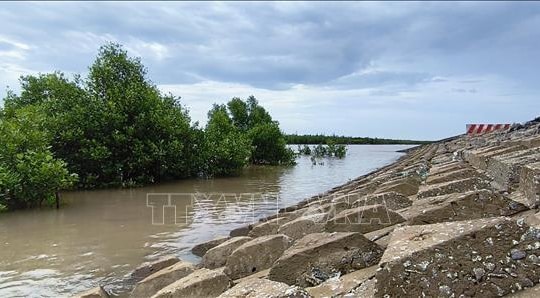 Cà Mau: Nâng cấp đê biển Đông cấp bách chống biến đổi khí hậu