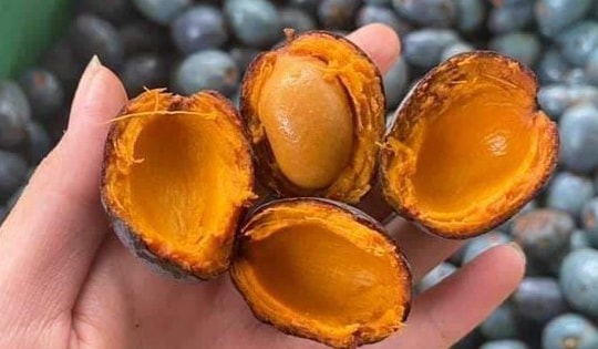 Thứ quả xanh đen là đặc sản chỉ Phú Thọ mới có, rẻ tiền nhưng khó mua
