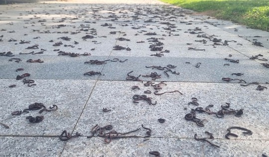 Cảnh tượng kinh hãi khi hàng nghìn con giun đất bò lên vỉa hè chết khô