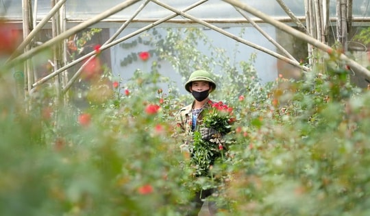 Gần 20-11, nhiều chủ vườn hoa... lo lắng