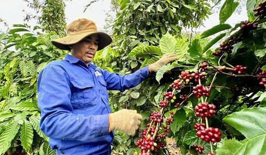 Nghịch lý cà phê Robusta Việt Nam