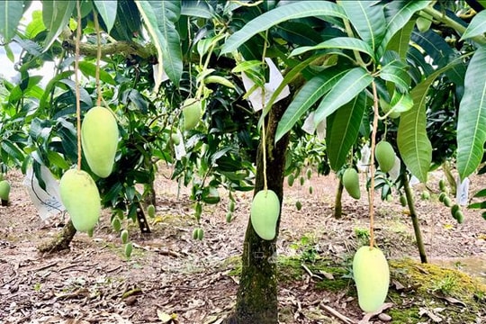 'Vươn mình' thành vùng chuyên canh xoài xuất khẩu