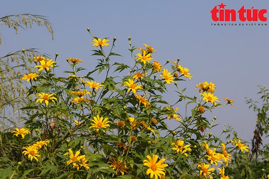 Vườn quốc gia Ba Vì thu hút du khách ngắm hoa dã quỳ nở rộ