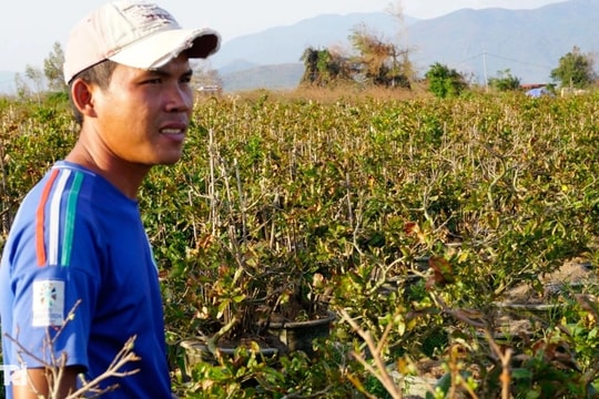 Những ánh mắt buồn ở thủ phủ mai Tết lớn nhất miền Trung sau bão Kalmaegi