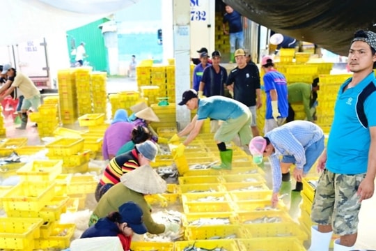 Cuộc sống trở lại nơi cảng cá huyết mạch miền Tây sau bão