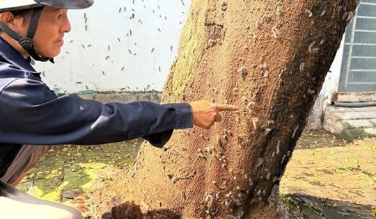 Hãi hùng cảnh tượng hàng nghìn con sâu róm bò vào nhà dân