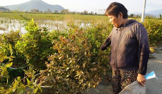 Xác xơ “thủ phủ” mai vàng miền Trung