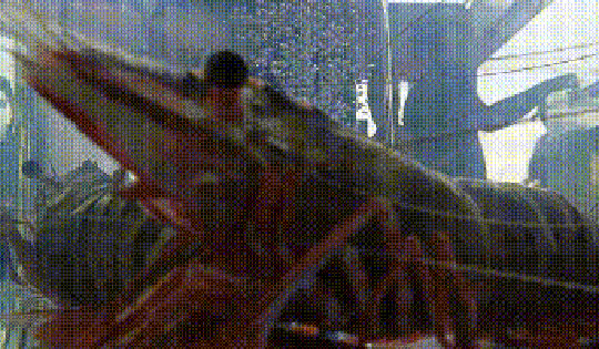 CLIP: Tôm sú dài hơn 20 cm tại "Ngày hội Cua Cà Mau"