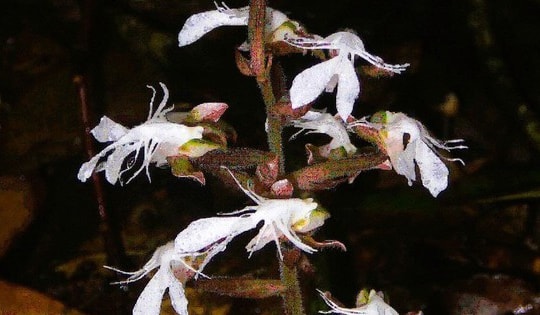 Phát hiện loài lan quý hiếm trong sách đỏ tại một khu rừng ở Thanh Hóa