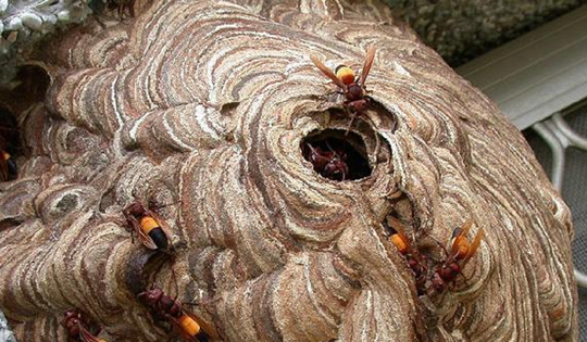 Đang dọn dẹp nhà, người đàn ông 45 tuổi bị con vật quen thuộc đốt nguy kịch