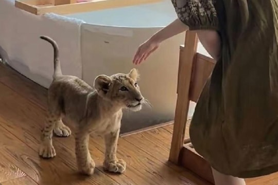 Tranh cãi khu resort ở Trung Quốc cho sư tử vào đánh thức khách