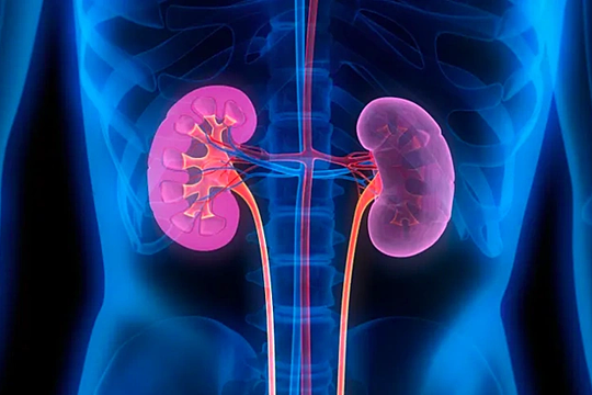 Quan hệ tình dục nhiều có gây suy thận?