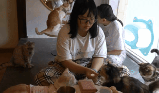 VIDEO: Cà phê mèo “chữa lành” độc đáo