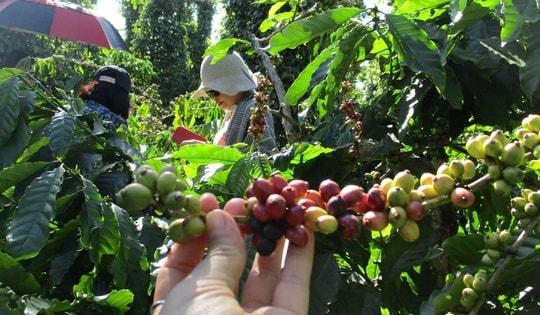 Bí quyết thành công của các ông lớn ngành cà phê