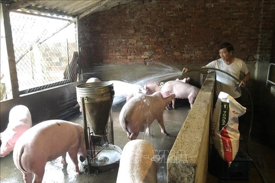 Phòng, chống dịch bệnh gia súc, gia cầm, bảo đảm an toàn thực phẩm dịp Tết