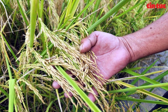 Gạo ST25 và câu chuyện thương hiệu hoá hệ sinh thái nông sản Việt