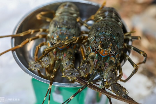 Trung Quốc chi hơn tỷ USD mua tôm Việt Nam