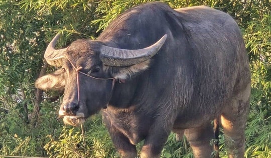 Con trâu nặng 800kg húc bố chồng và con dâu tử vong trên ruộng lúa