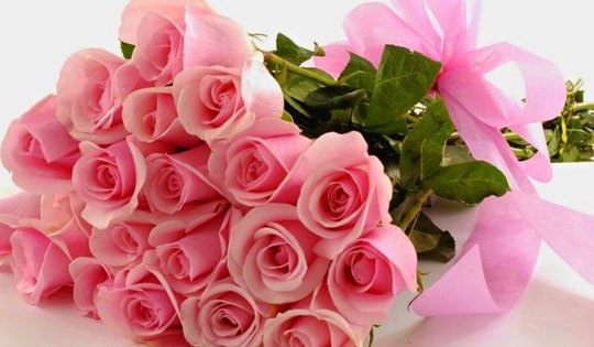 Những loài hoa ý nghĩa tặng thầy cô ngày Nhà giáo Việt Nam 20/11