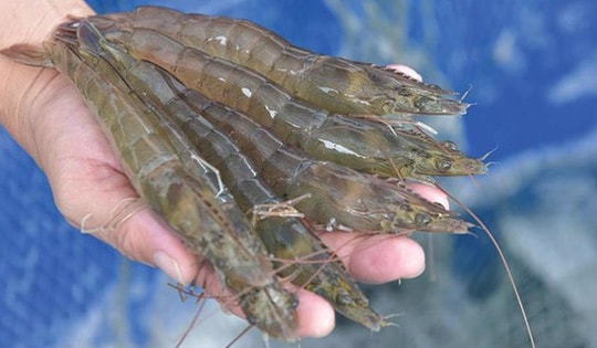 Tăng mức trợ cấp thất nghiệp từ 1/1/2026, Anh rà soát miễn trừ hạn ngạch thuế với thép cây Việt Nam