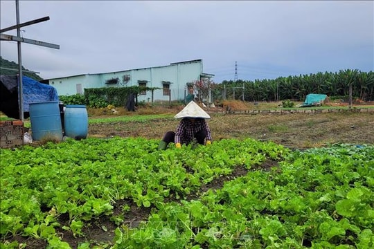 TP Hồ Chí Minh: Mưa liên tục khiến nhiều diện tích rau bị ảnh hưởng, giá tăng cao