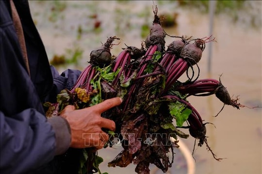 Mưa lũ gây thiệt hại nặng cho vựa rau lớn nhất Lâm Đồng