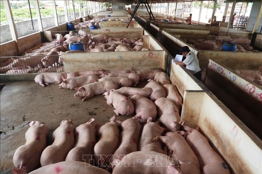 Chăn nuôi an toàn, xu hướng vàng cho trang trại