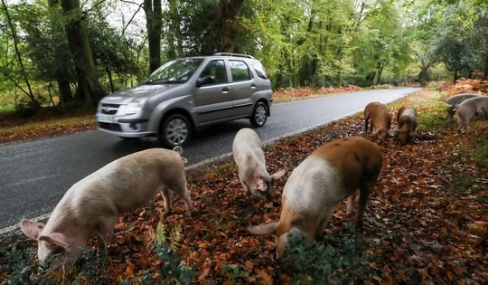 Người dân phẫn nộ khi du khách liên tục quấy rối những chú lợn thả rông